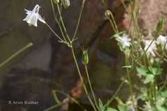 Aquilegia moorcroftiana